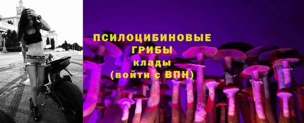 хмурый Аркадак